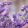Lavendel